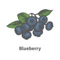 Vector hand-drawn bunch ripe blue blueberry
