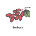 Vector hand-drawn bunch of ripened red barberry