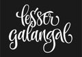 Vector hand drawn calligraphy style lettering word - lesser galangal.