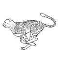 Vector hand drawn cheetah running outline illustration