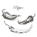 Vector hand drawn chili pepper sketch set. ink and