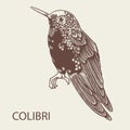 Vector hand drawn Colibri bird illustration. Tropical animal icons isolated on white background. Exotic vintage engraved fauna art Royalty Free Stock Photo