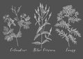 Vector medicinal herbs.