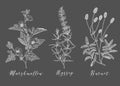 Vector medicinal herbs.