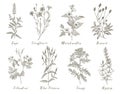 Vector medicinal herbs.