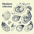 Vector hand drawn collection of oysters.