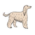 Vector hand drawn colored Afghan hound dog Royalty Free Stock Photo