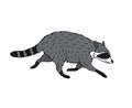 Vector hand drawn colored doodle sketch raccoon