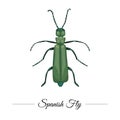 Vector hand drawn colored tropical green Spanish fly isolated on white background. Tropic themed logotype for natural design. Royalty Free Stock Photo