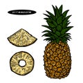 Illustration of pineapple and slices of pineapple on white.