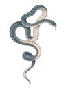 Vector Hand Drawn Dark Twisted Snake Royalty Free Stock Photo