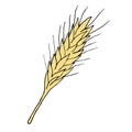 Vector hand drawn doodle colored wheat spica Royalty Free Stock Photo