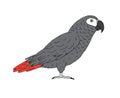 Vector hand drawn doodle gray African parrot