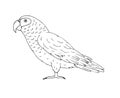 Vector hand drawn doodle gray African parrot