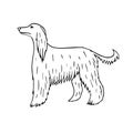 Vector hand drawn doodle sketch Afghan hound dog Royalty Free Stock Photo