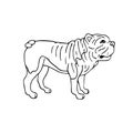 Vector hand drawn doodle sketch American bulldog