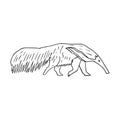 Vector hand drawn doodle sketch anteater