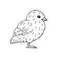 Vector hand drawn doodle sketch baby chick Royalty Free Stock Photo