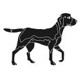 Vector hand drawn doodle sketch black beagle dog