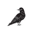 Vector hand drawn doodle sketch black raven