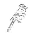 Vector hand drawn doodle sketch blue jay bird Royalty Free Stock Photo