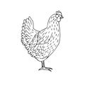 Vector hand drawn doodle sketch chicken