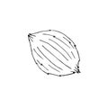 Vector hand drawn doodle sketch coconut