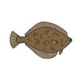 Vector hand drawn colored flounder fish Royalty Free Stock Photo