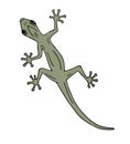 Vector hand drawn doodle sketch colored lizard Royalty Free Stock Photo