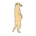 Vector hand drawn doodle sketch colored meerkat Royalty Free Stock Photo
