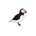 Vector hand drawn doodle sketch colored puffin Royalty Free Stock Photo