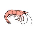 Vector hand drawn doodle sketch colored shrimp Royalty Free Stock Photo