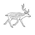 Vector hand drawn doodle sketch deer