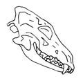 Vector hand drawn doodle sketch dog wolf skull Royalty Free Stock Photo