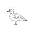 Vector hand drawn doodle sketch duck Royalty Free Stock Photo