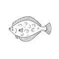 Vector hand drawn doodle sketch flounder fish Royalty Free Stock Photo