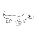 Vector hand drawn doodle sketch gecko lizard isolated on white background. Gecko animal, vector sketch illustration Royalty Free Stock Photo