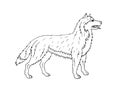 Vector hand drawn doodle sketch husky dog