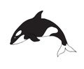 Vector hand drawn doodle sketch killer whale Royalty Free Stock Photo