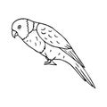 Vector hand drawn doodle sketch lory parrot