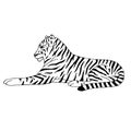 Vector hand drawn doodle sketch lying tiger