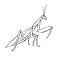 Vector hand drawn doodle sketch mantis