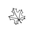 Vector hand drawn doodle sketch maple leaf