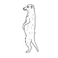 Vector hand drawn doodle sketch meerkat Royalty Free Stock Photo