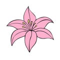 Vector hand drawn doodle sketch pink Lilly flower Royalty Free Stock Photo