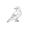 Vector hand drawn doodle sketch raven