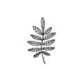 Vector hand drawn doodle sketch rowan leaf