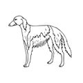 Vector hand drawn doodle sketch russian borzoi dog