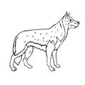 Vector hand drawn doodle sketch shepherd dog