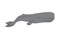 Vector hand drawn sketch sperm whale cachalot